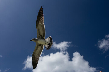 seagull in flight