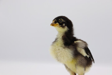 Beautiful black little chick isolated on the white