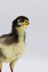 Beautiful black little chick isolated on the white