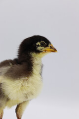 Beautiful black little chick isolated on the white