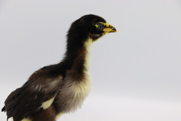 Beautiful black little chick isolated on the white