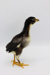 Beautiful black little chick isolated on the white