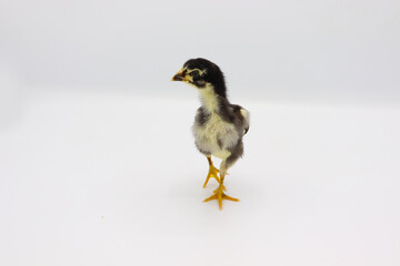 Beautiful black little chick isolated on the white