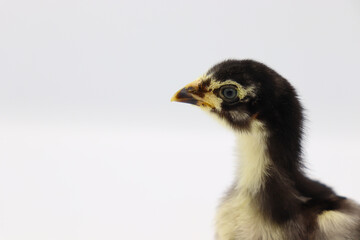 Beautiful black little chick isolated on the white