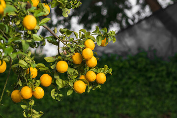 Lemon tree with ripe yellow fruits