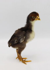 Beautiful black little chick isolated on the white