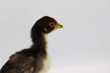Beautiful black little chick isolated on the white