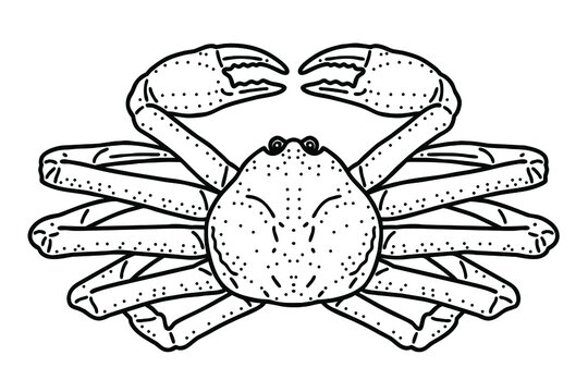 Snow crab. Vector line art illustration.