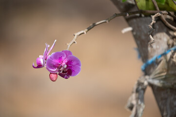 Doritaenopsis Orchid 
