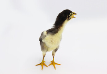 Beautiful black little chick isolated on the white