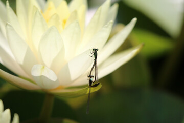 風景素材　白い睡蓮の花とイトトンボ