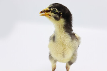 Beautiful black little chick isolated on the white