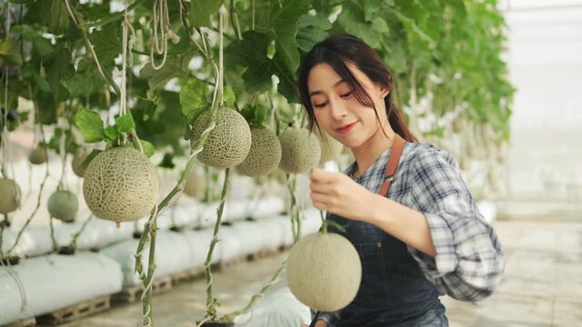 Young asian woman  farmer is checking the quality of the melon at  farm.Smiling young handsome Caucasian male farmer in apron holding and checking the quality of an organic melon grown .