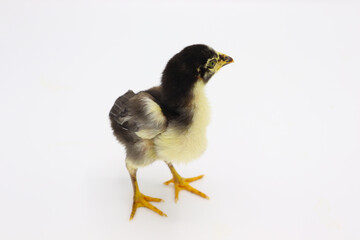 Beautiful black little chick isolated on the white