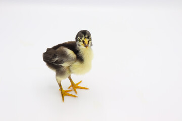Beautiful black little chick isolated on the white