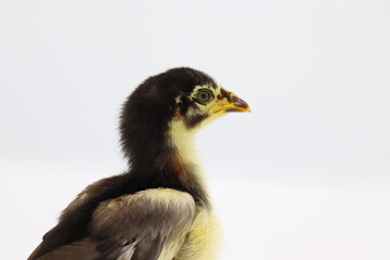 Beautiful black little chick isolated on the white