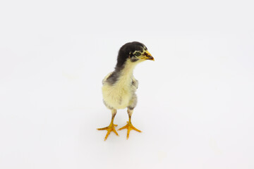 Beautiful black little chick isolated on the white