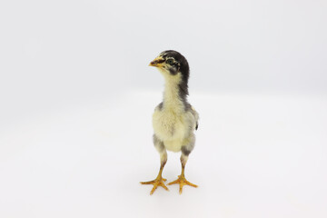 Beautiful black little chick isolated on the white
