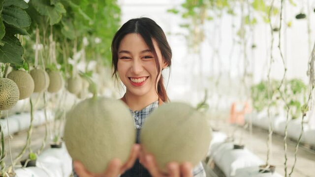 Young asian woman  farmer is checking the quality of the melon at  farm.Smiling young handsome Caucasian male farmer in apron holding and checking the quality of an organic melon grown .