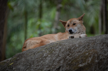 Dingo