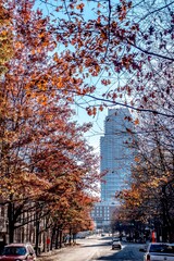 Charlotte city skyline from marshall park autumn season with blue sky