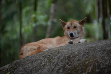 Dingo
