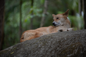 Dingo