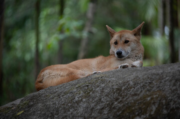 Dingo