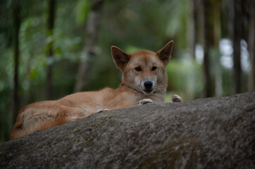 Dingo