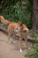 Dingo