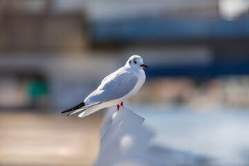 岸壁の手すりに止まって一休みするかもめ