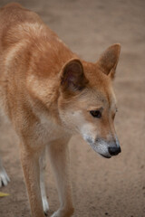 Dingo