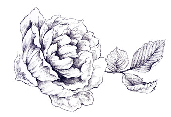 Flowers watercolor illustration.Manual composition.Design for cover, fabric, textile, wrapping paper .