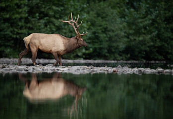 A bull elk in autumn during the rut