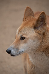 Dingo