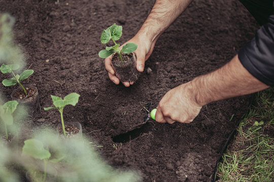 Healthy organic food concept. Seedling of a green plant of a cucumber. Spring. Male hands rake the earth around the sprout. Close-up - a human hand holding a seedling uses a small garden shovel.