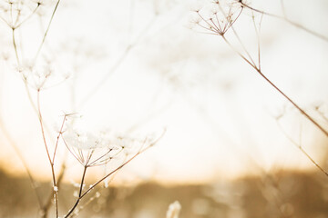 Beautiful landscape winter color photo of plants in the snow. Delicate stems of dried flowers close-up.