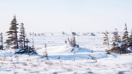 Sparse stands of leaning, stunted spruce trees with branches only on the leeward side, an effect known as Krumholz, stand in the windswept winter tundra in Churchill, Canada.