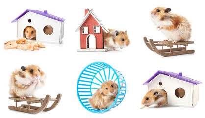 Set of funny hamster on white background