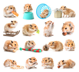 Set of funny hamster on white background