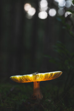 Schwammerl und Pilze im Wald
