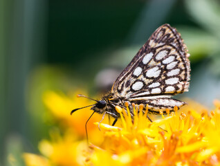 Close-up of butterfly Heteropterus morpheus on the bright yellow flower