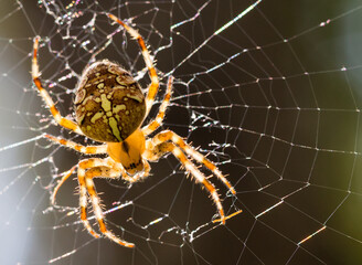 Close up macro of Araneus diadematus spider on a spider web