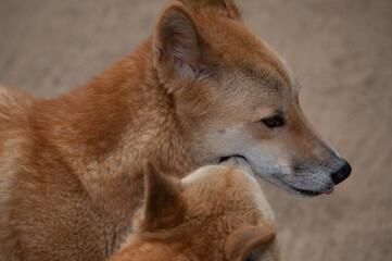 Dingo