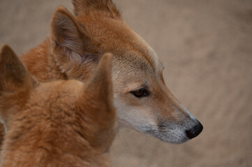 Dingo