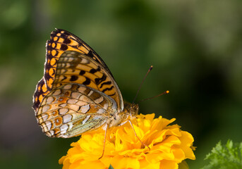 Close-up of Speyeria Atlantis butterfly on bright yellow marigold flower