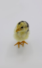 Beautiful black little chick isolated on the white
