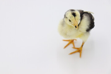 Beautiful black little chick isolated on the white