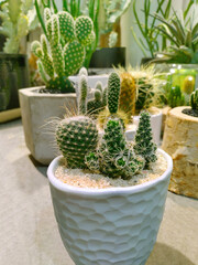 Collection of various cactus and succulent plants in different pots. Potted cactus house plants