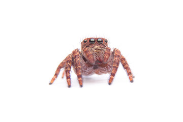 jumping spider isolated on white background.